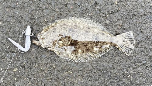 ヒラメの釣果