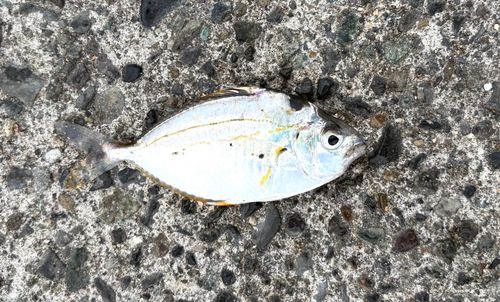 ヒイラギの釣果