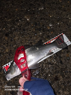 セイゴ（マルスズキ）の釣果