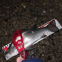 セイゴ（マルスズキ）