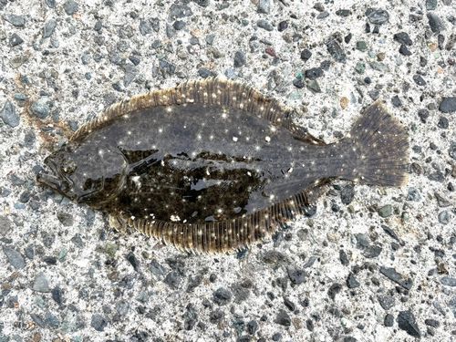 ヒラメの釣果