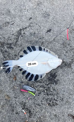 カワガレイの釣果