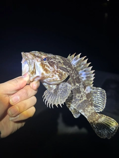 タケノコメバルの釣果
