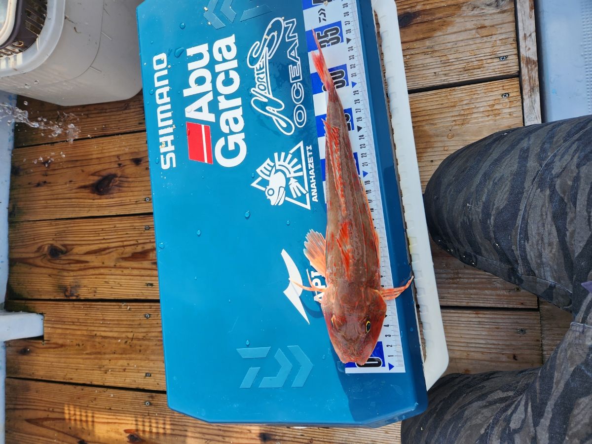  B.B  さんの釣果 2枚目の画像