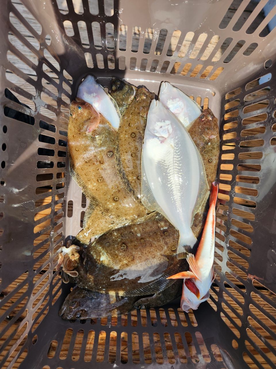  B.B  さんの釣果 3枚目の画像