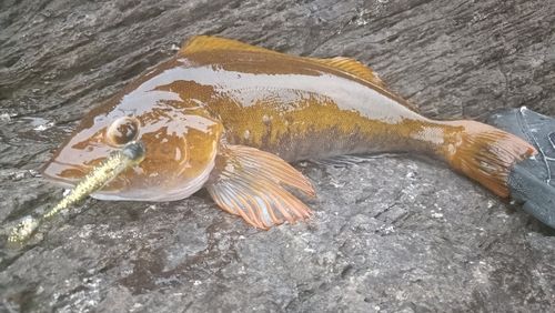 アイナメの釣果