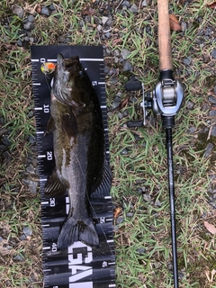 スモールマウスバスの釣果