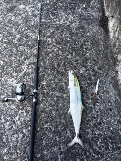 サゴシの釣果