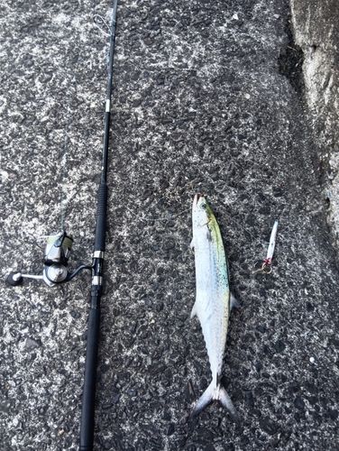 サゴシの釣果