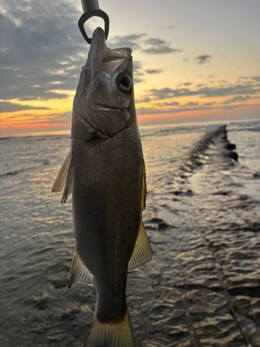 ヒラスズキの釣果