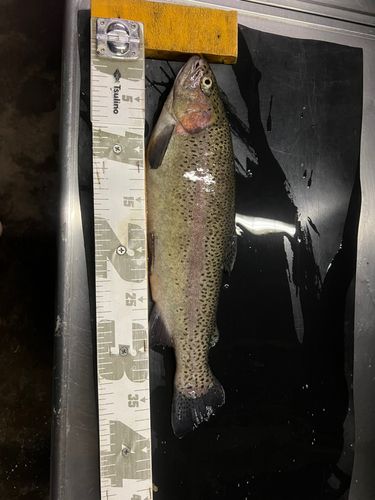 ベリーパーク in FISH ON! 王禅寺