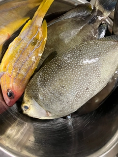 トカジャーの釣果