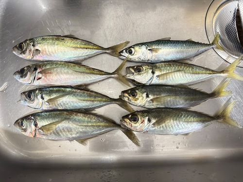 アジの釣果