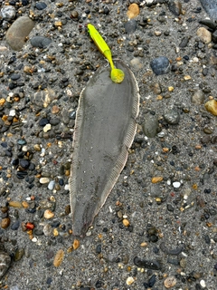 シタビラメの釣果