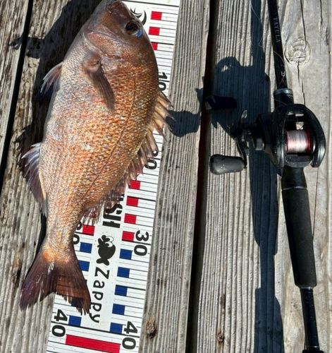 大阪海上釣り堀サザン