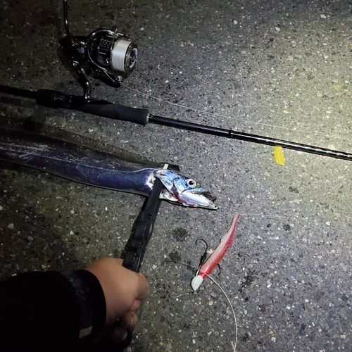 タチウオの釣果