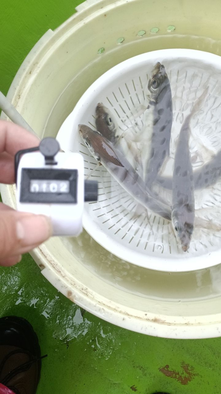 さっちゃん@柴犬さんの釣果 2枚目の画像