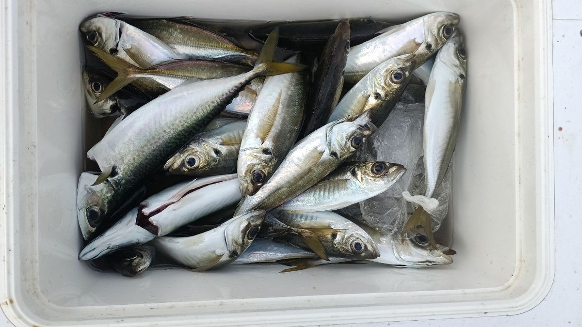 さっちゃん@柴犬さんの釣果 2枚目の画像