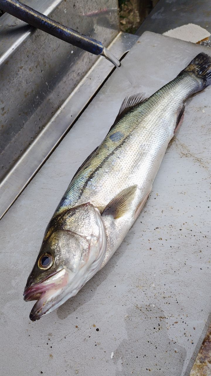 YAMAGA Blanks アーリー・フォーサーフ 105MHの最安値・インプレ・釣果