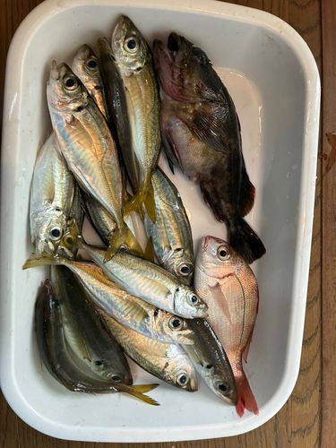 アジの釣果