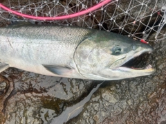 シロザケの釣果