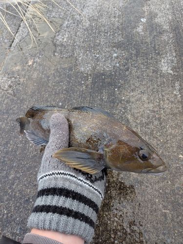 アイナメの釣果