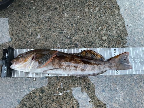 アイナメの釣果