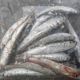 イワシ