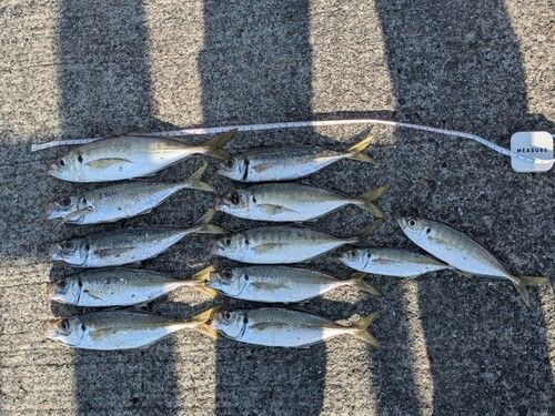 マアジの釣果
