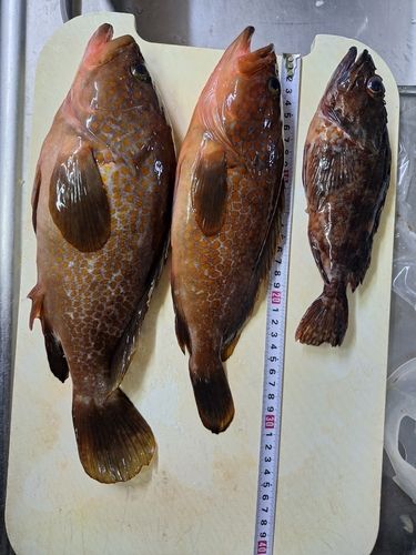 キジハタの釣果