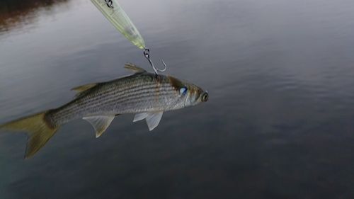 馬入ふれあい公園