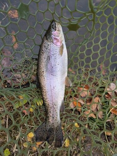 ニジマスの釣果