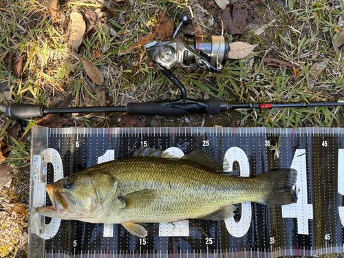 ブラックバスの釣果