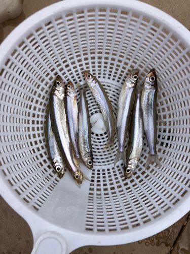 ワカサギの釣果