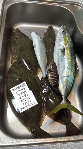 ヒラメの釣果