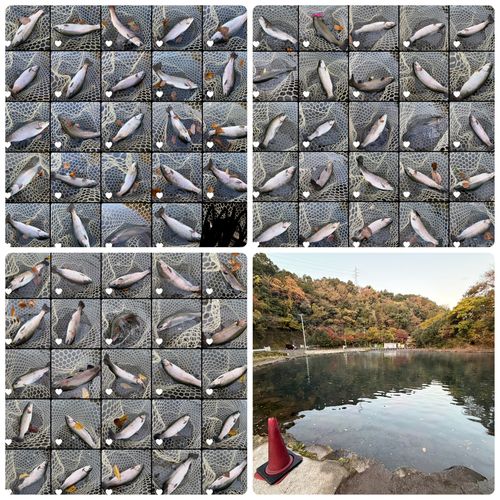 ニジマスの釣果