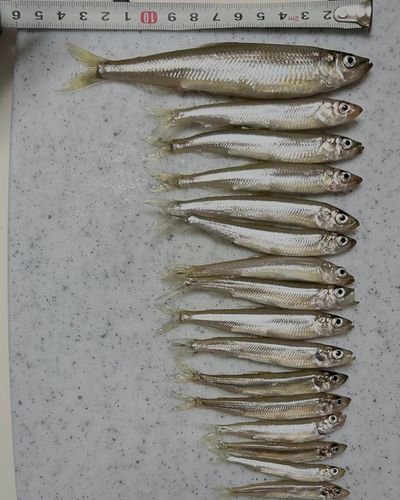 ワカサギの釣果