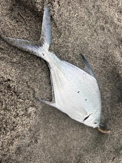 コバンアジの釣果