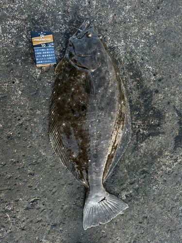 ヒラメの釣果