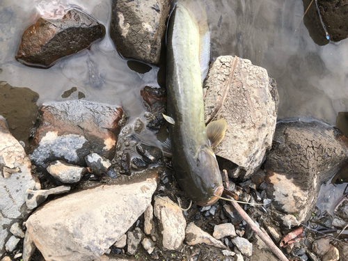 ナマズの釣果