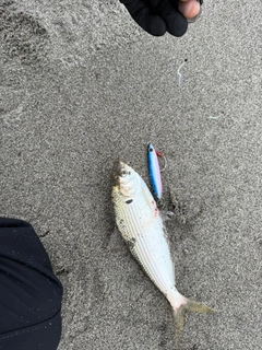 コノシロの釣果