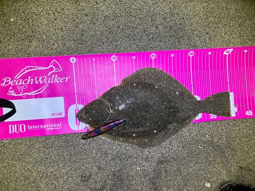 イシガレイの釣果