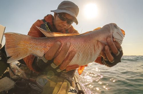 シロアマダイの釣果