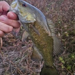 スモールマウスバス