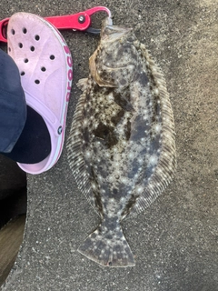 ヒラメの釣果