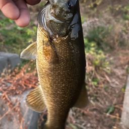 スモールマウスバス