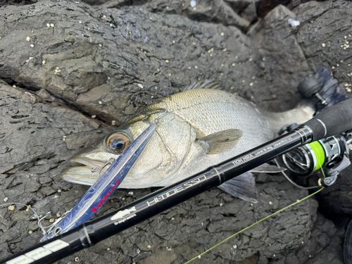 ヒラスズキの釣果