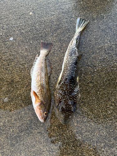 ショウサイフグの釣果