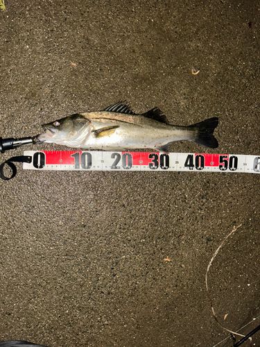 フッコ（マルスズキ）の釣果