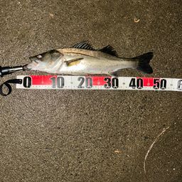 フッコ（マルスズキ）